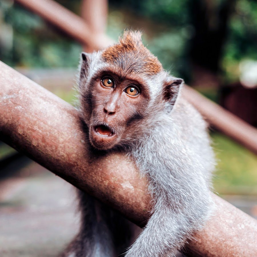 Обезьяна удивление