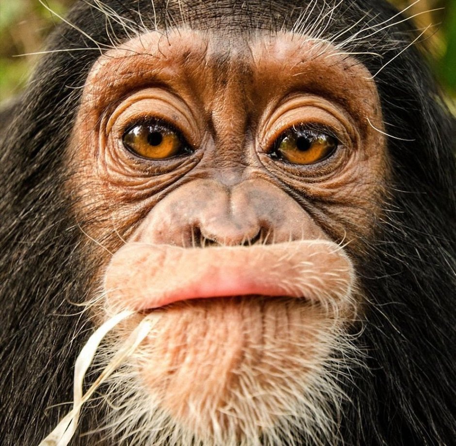 Смешная морда