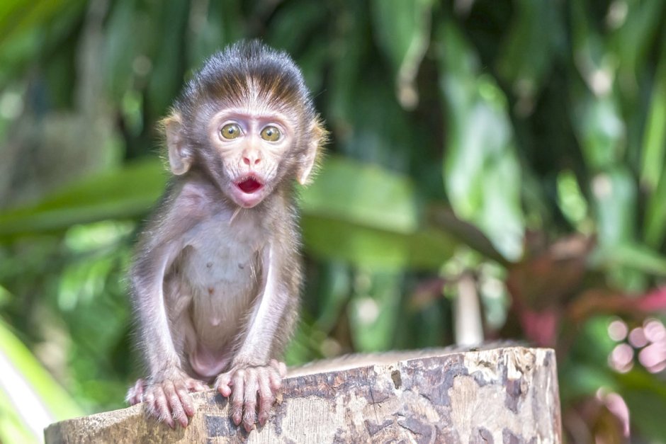 Обезьяны Кириллы