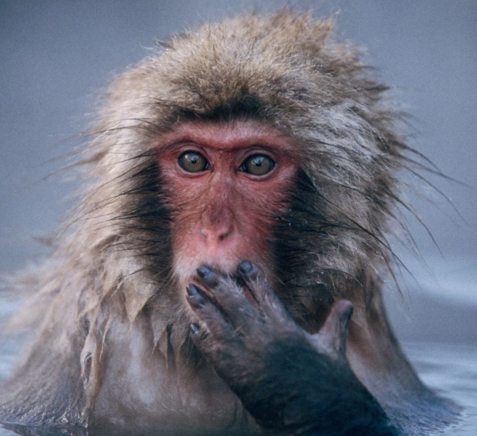 Озадаченная мартышка