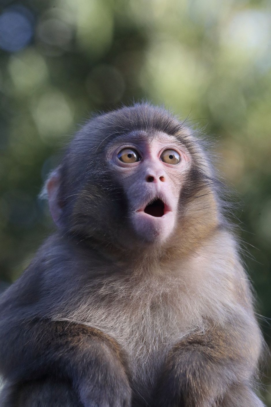 Обезьяна удивление