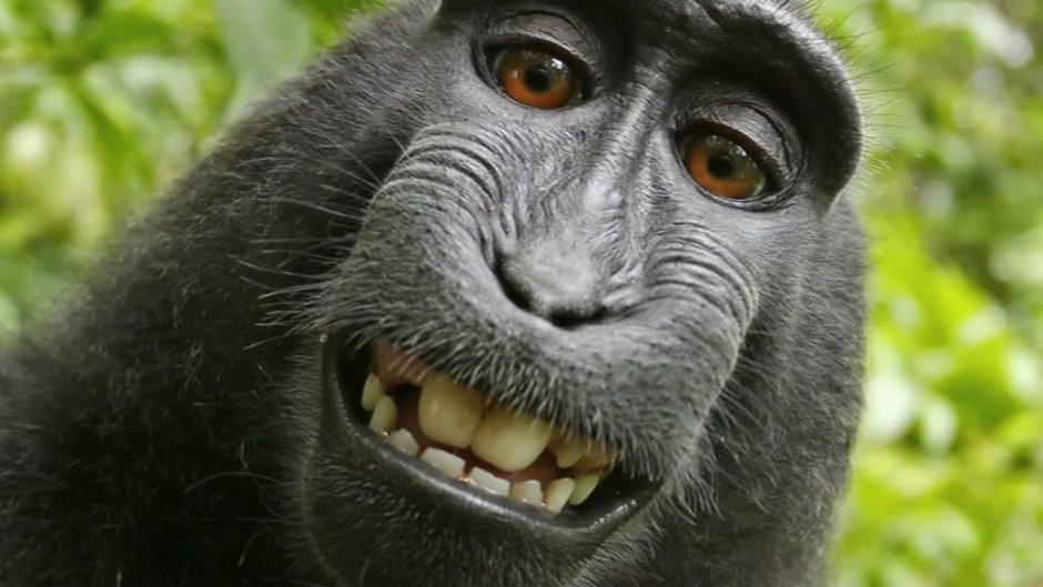 Макака хохлатый павиан