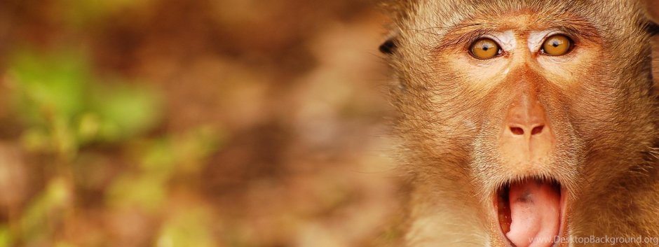 Удивленная обезьянка
