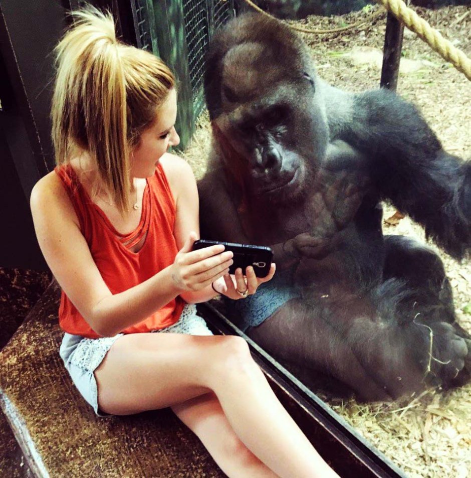 Макака гифка