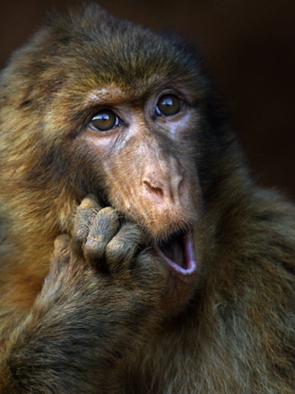 Испуганная обезьяна