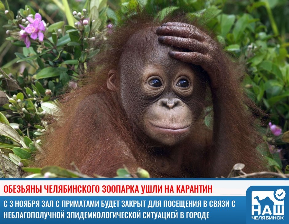 Обезьяна с одуванчиком