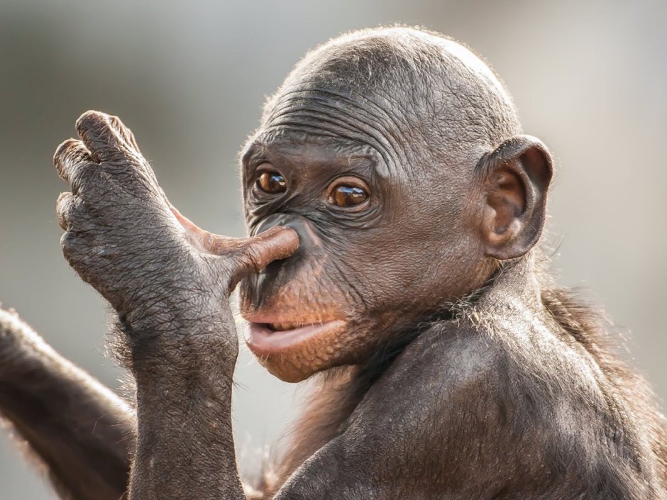 Шимпанзе ухо