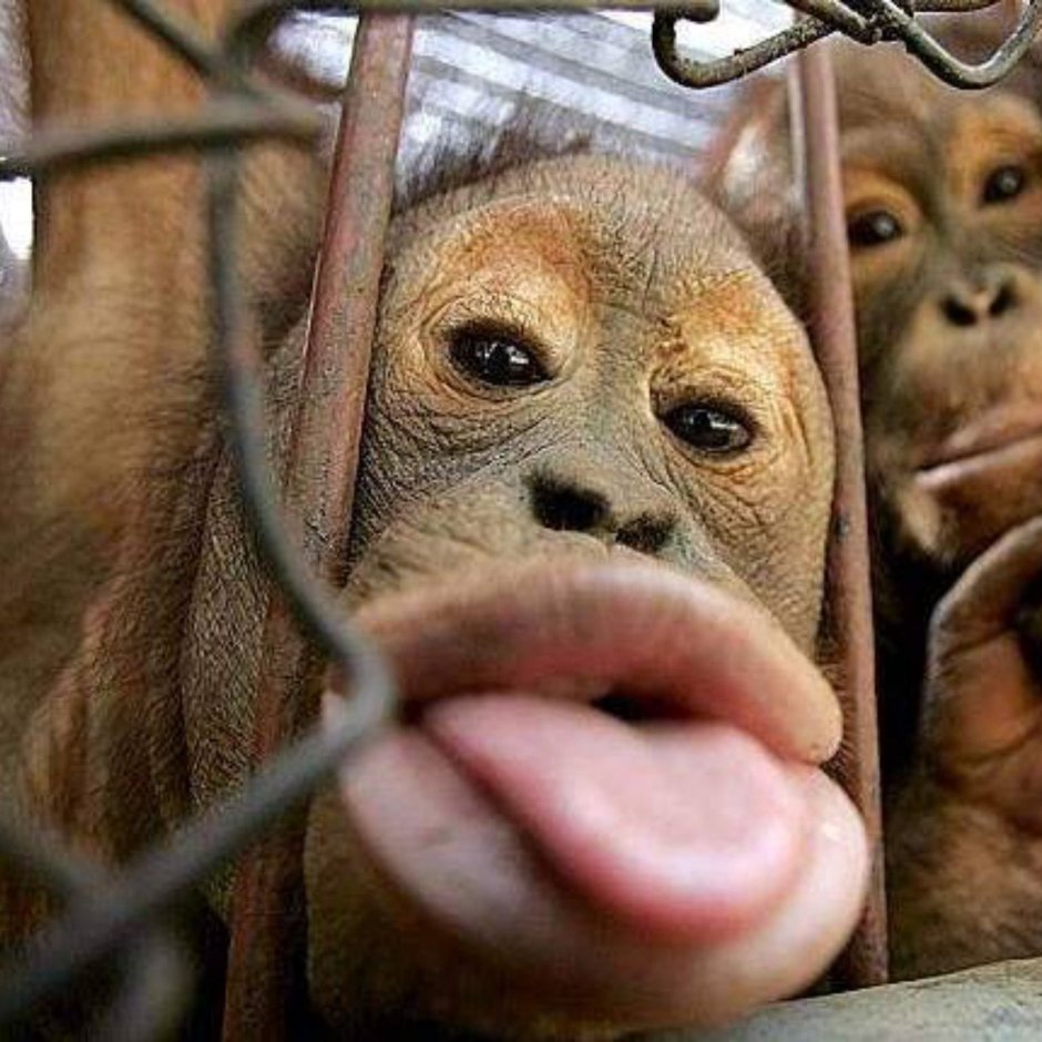 Обезьяна дразнит