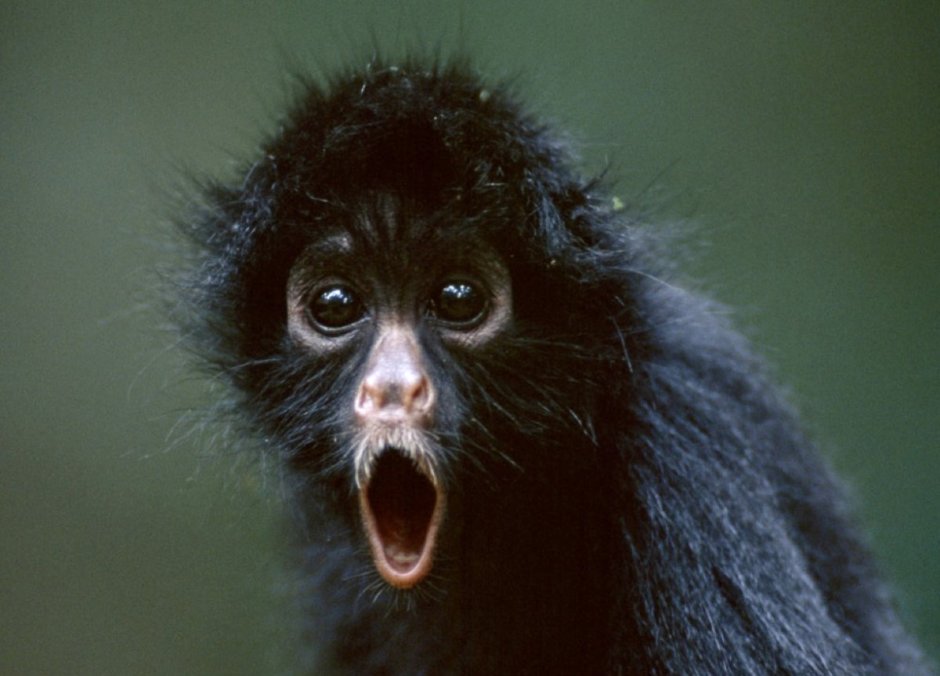 Смешные обезьянки