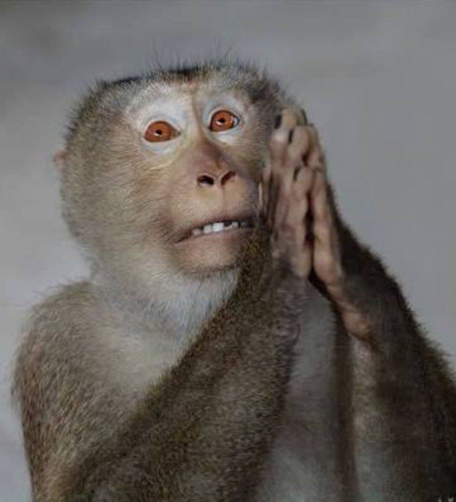 Удивленная обезьянка
