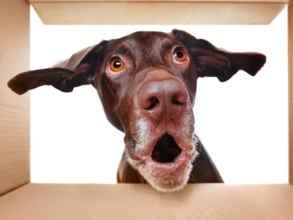 Обезьяна в воде Мем