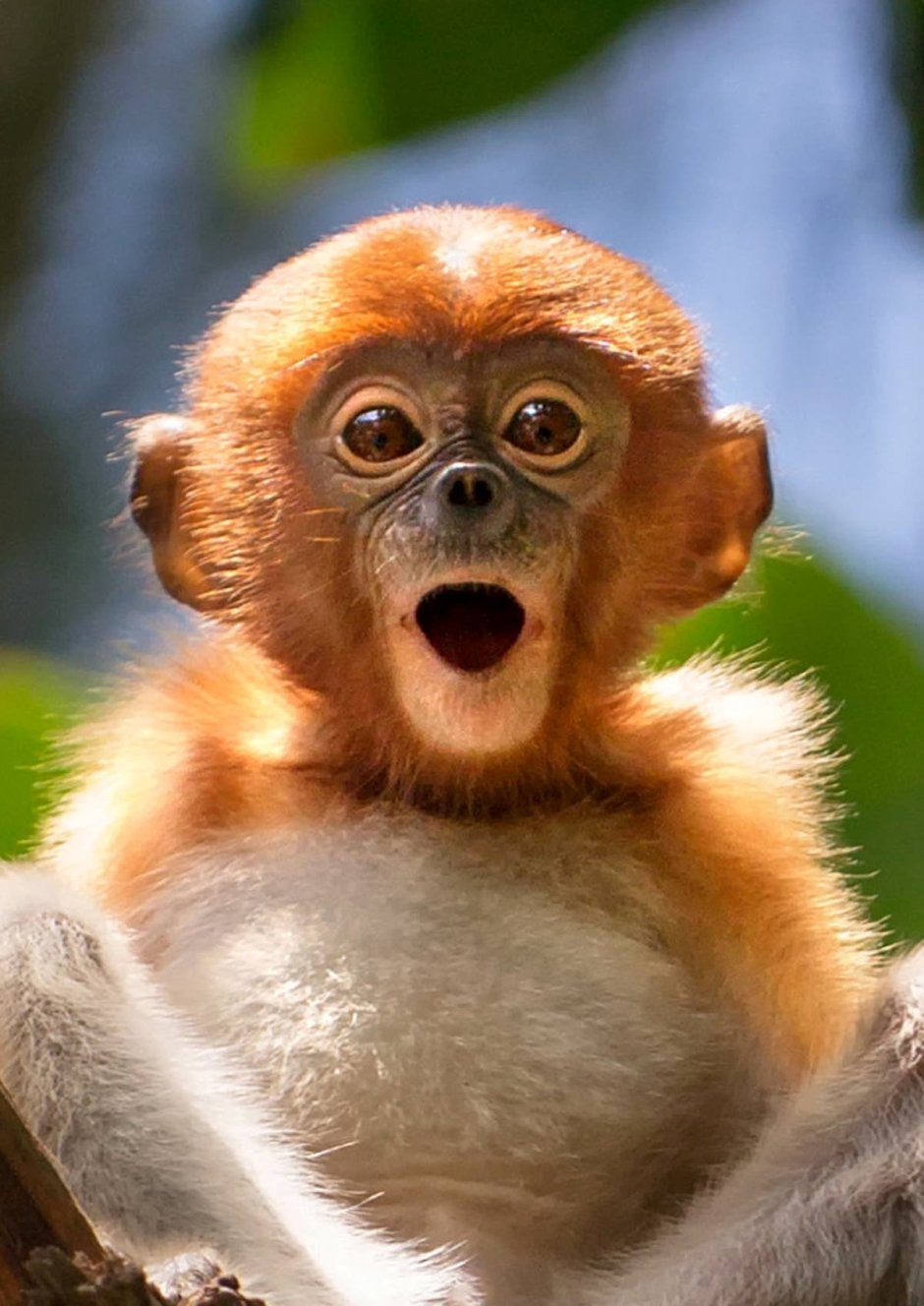 Обезьяна удивление
