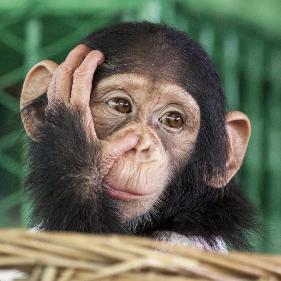 Морда обезьяны