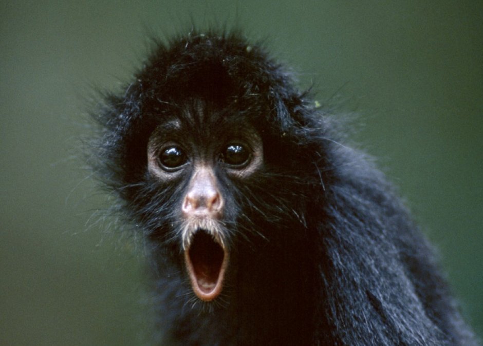 Елена долгопят