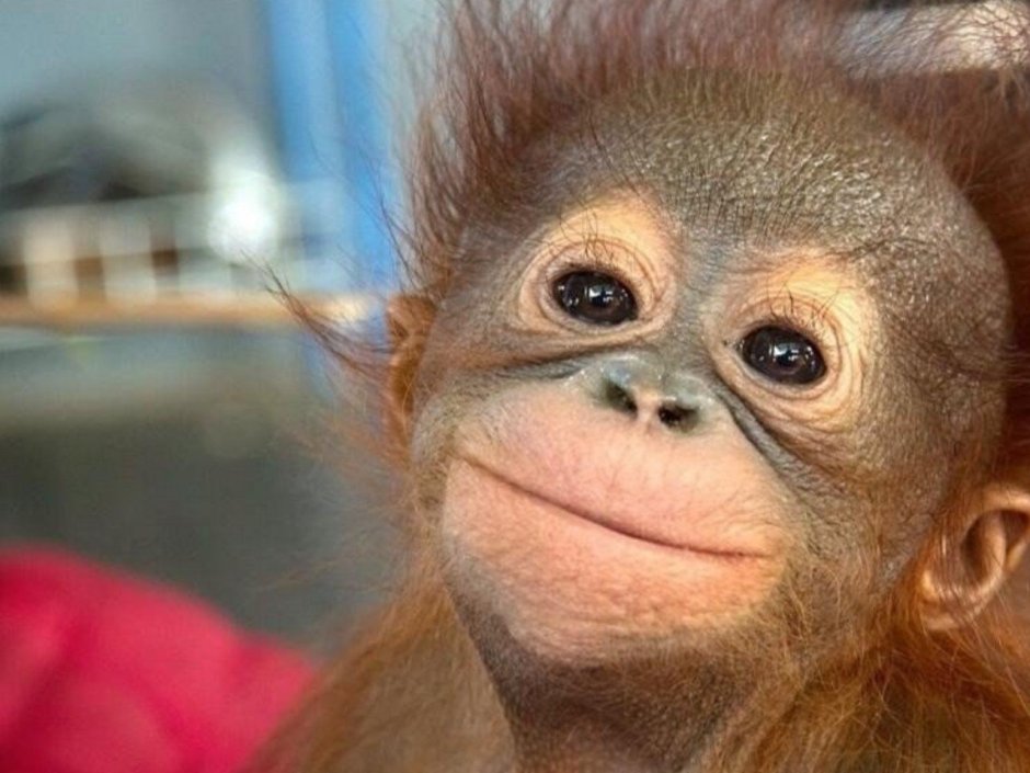 NFT обезьяны в хорошем качестве