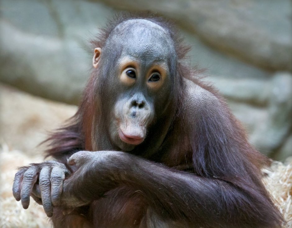 Обезьянка в шоке