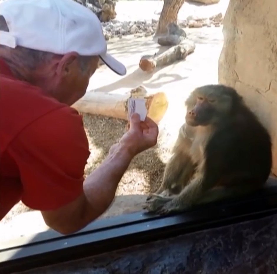 Обезьянка WHATSAPP