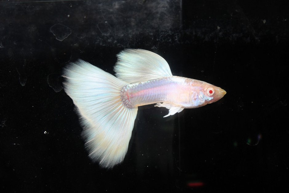 Гуппи Poecilia reticulata