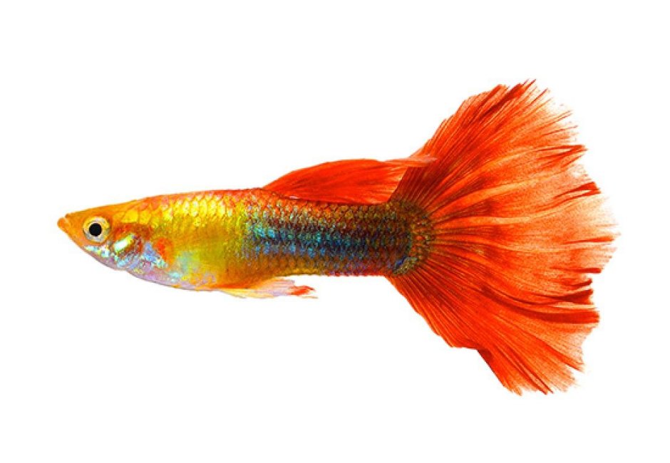 Гуппи Poecilia reticulata