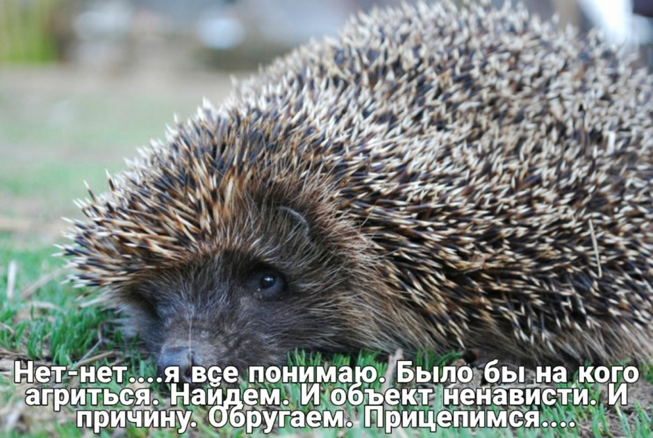 Плачущий Ежик