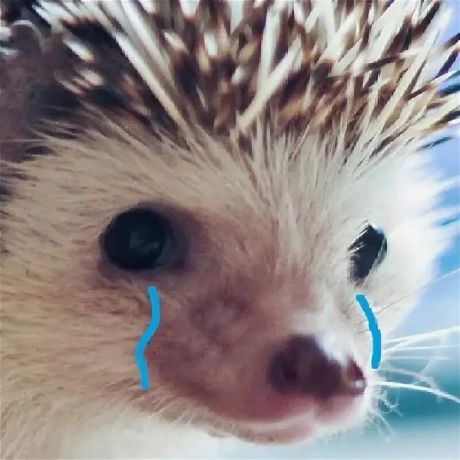 Я не человек и не горошек я Ёжик грустный Ёжик