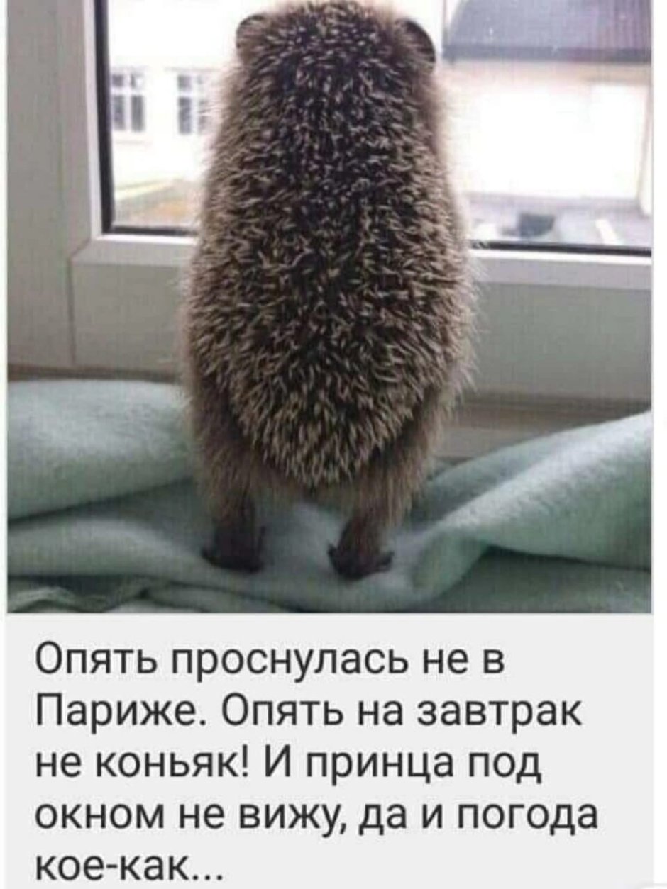 Ежик заболел