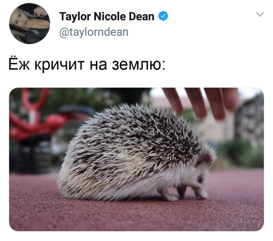 Ёжиков Дмитрий Сергеевич