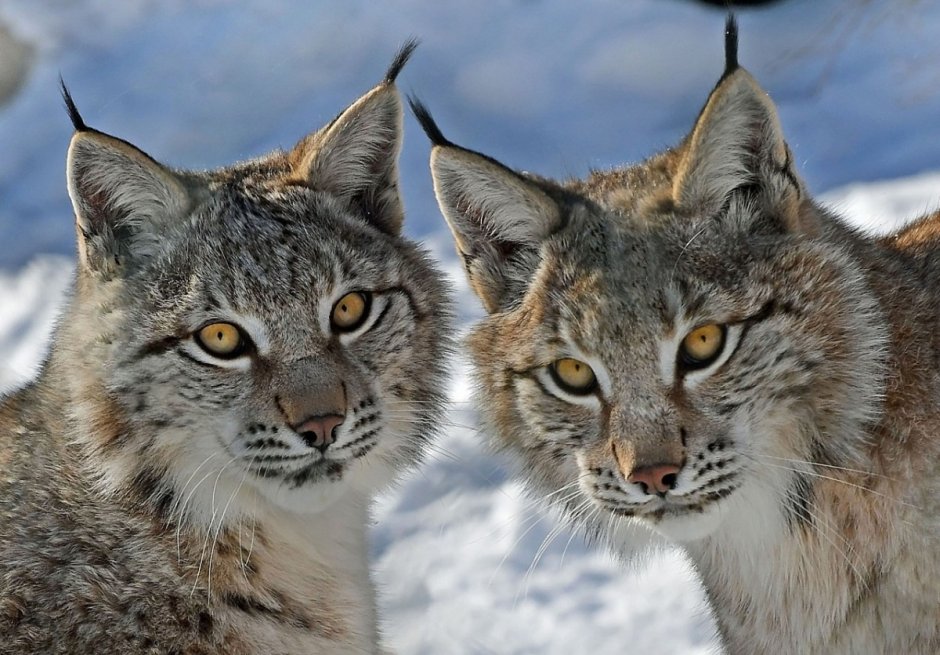 Кошка Рысь