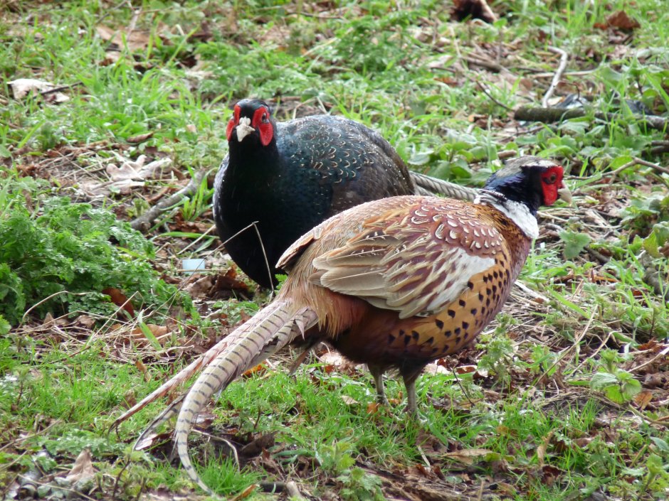 Phasianus torquatus