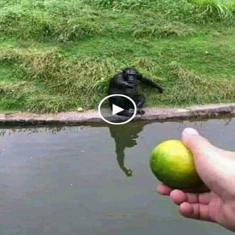 Обезьяны в нарядах