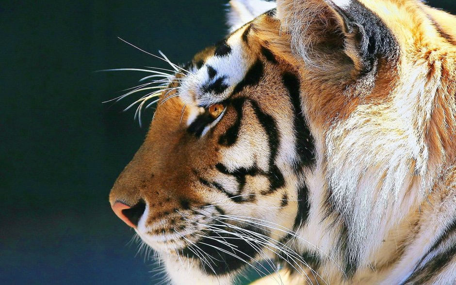 4. Амурский тигр (Panthera Tigris)