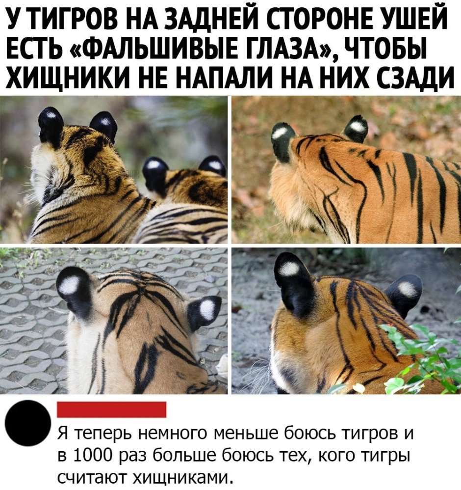 Уши тигра сзади