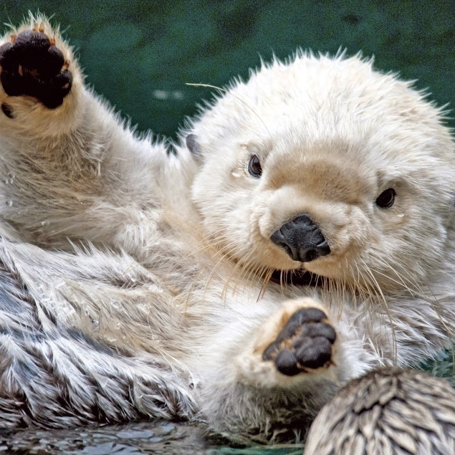 Морская выдра калан