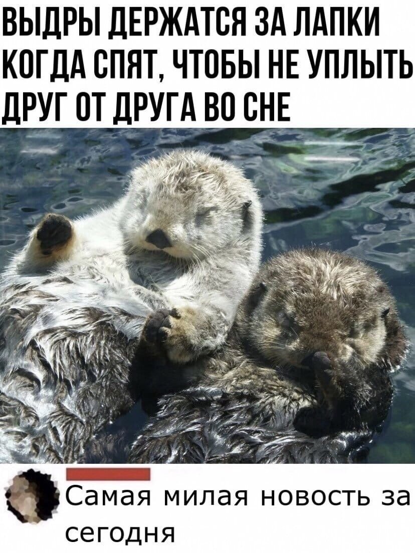 Выдра домашняя милая