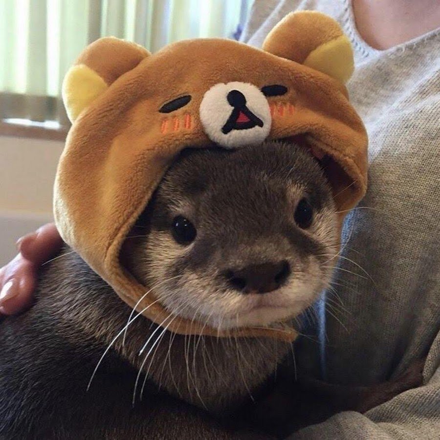 Выдра смешная