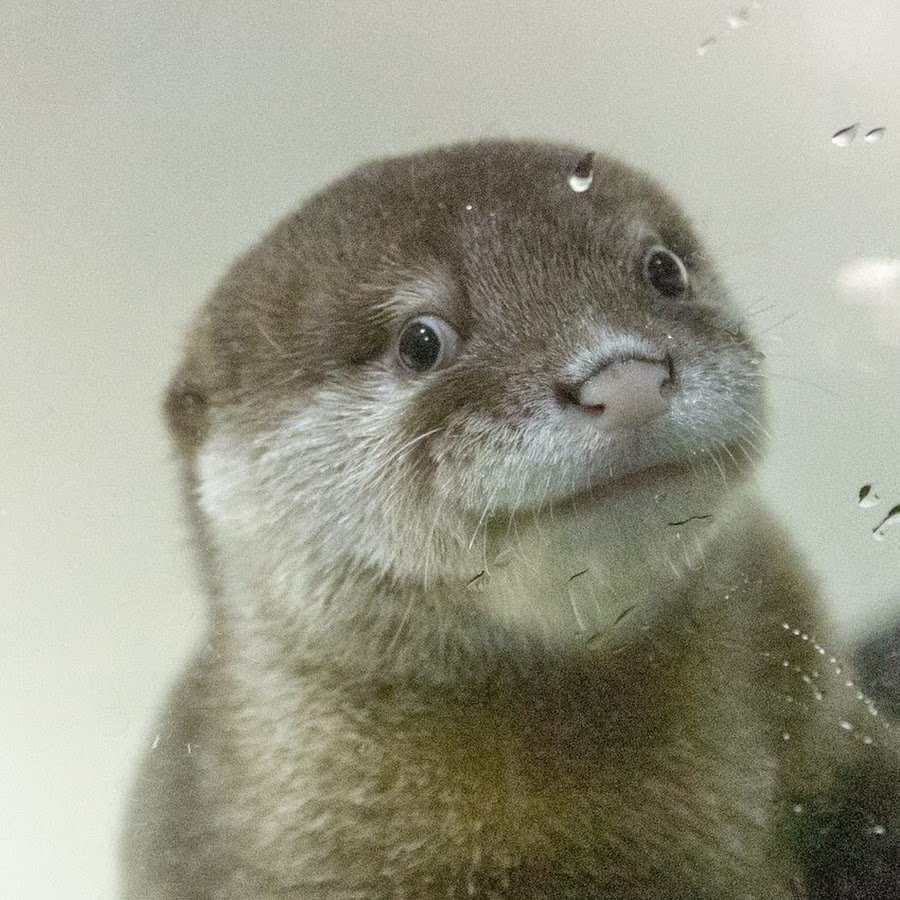 Каланы морские выдры обнимаются фото