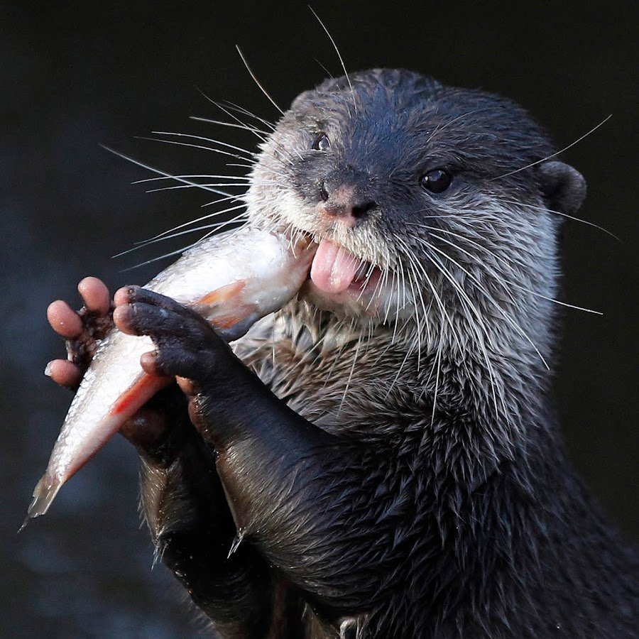 Наоми Лорд выдра