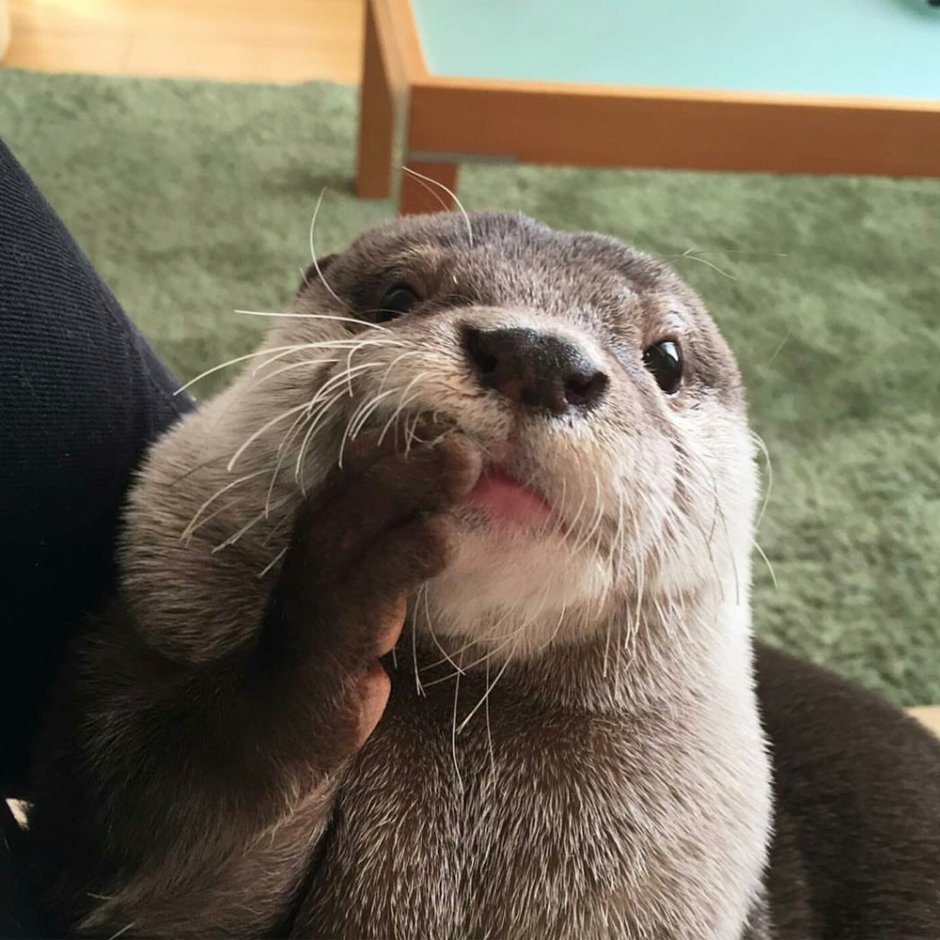 Выдра домашняя