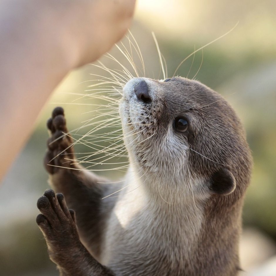 Малая выдра