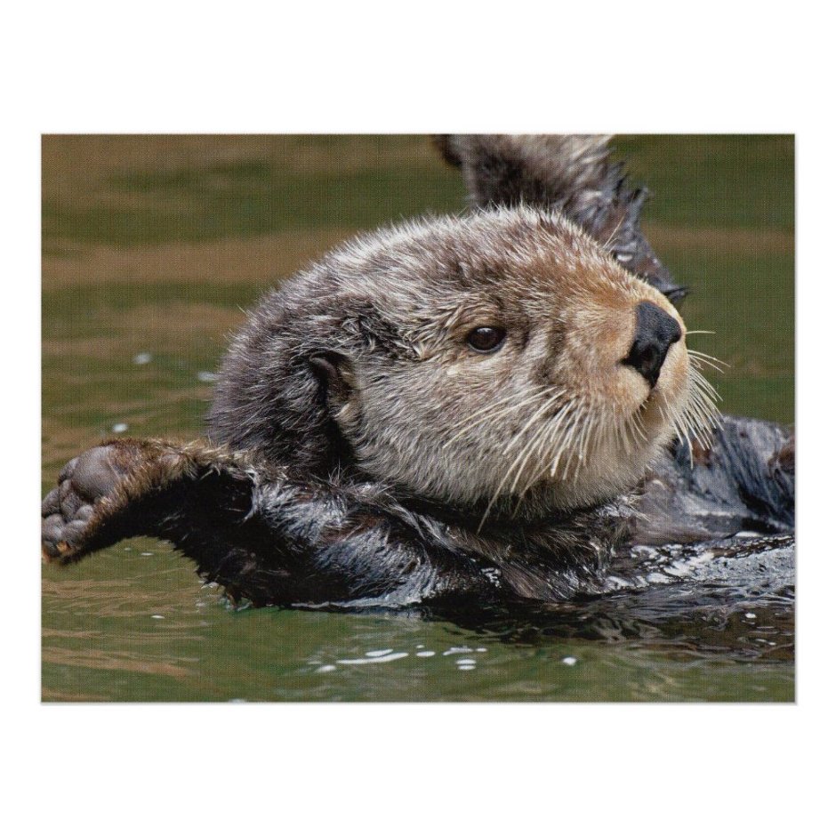 Удивлённая выдра