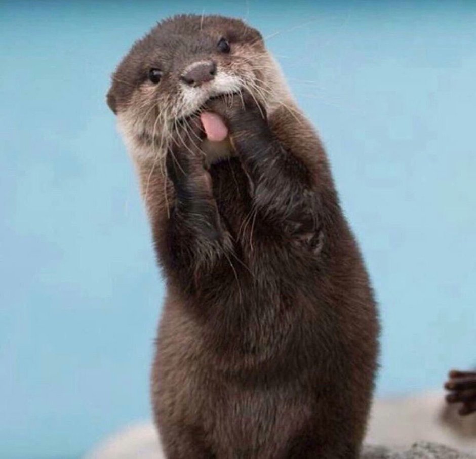Спасибо выдра
