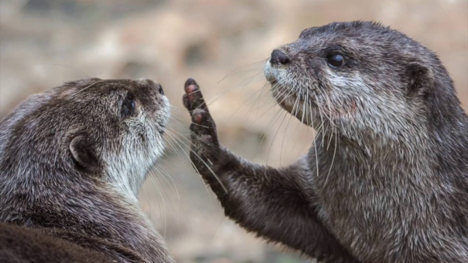 Лохматая выдра