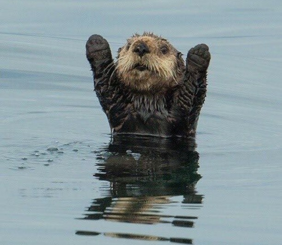 Выдра улыбается