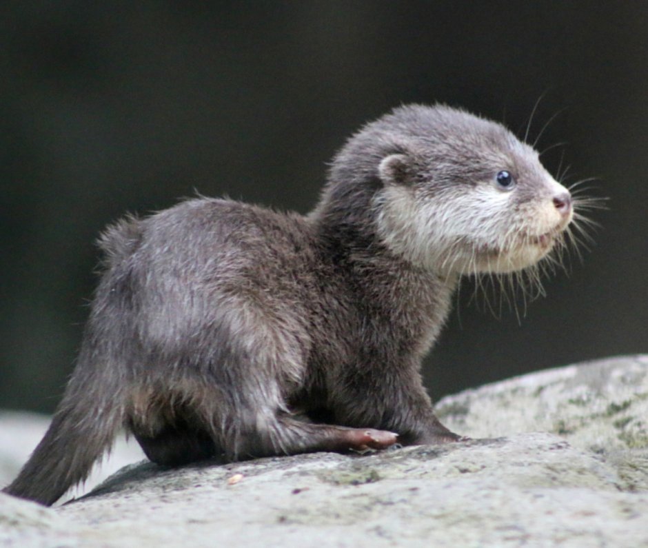 Выдра в шапочке