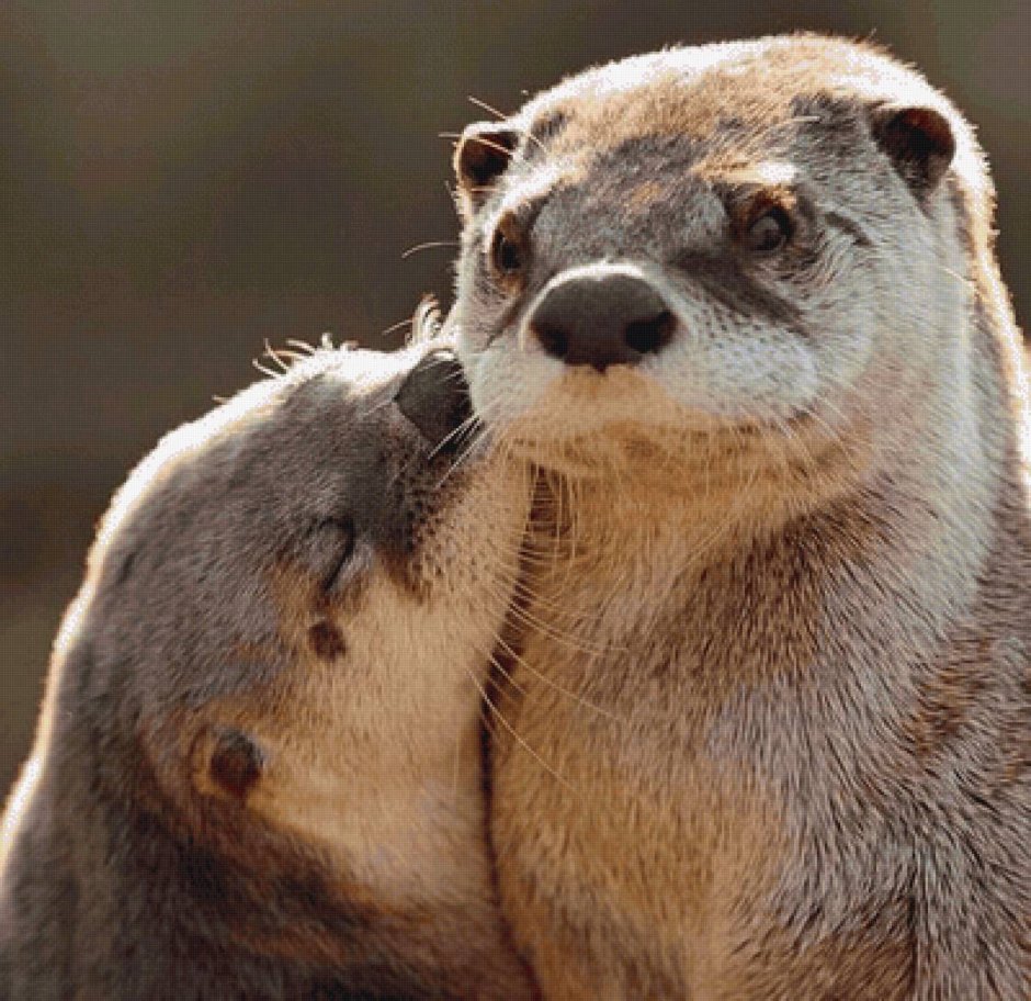 Выдра калан