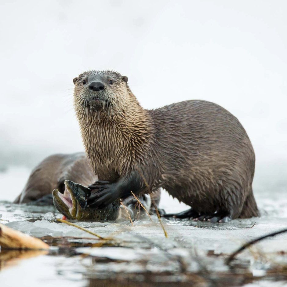 Морская выдра калан милая