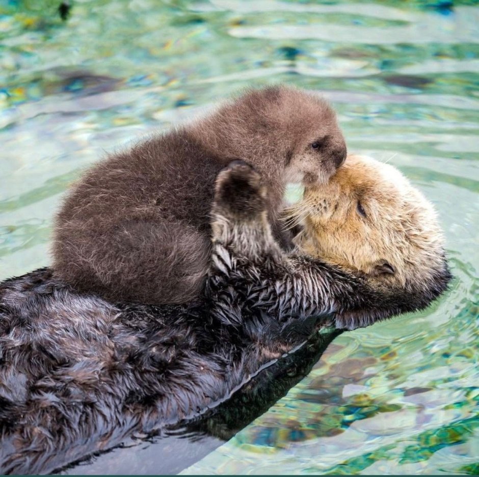 Выдра белая