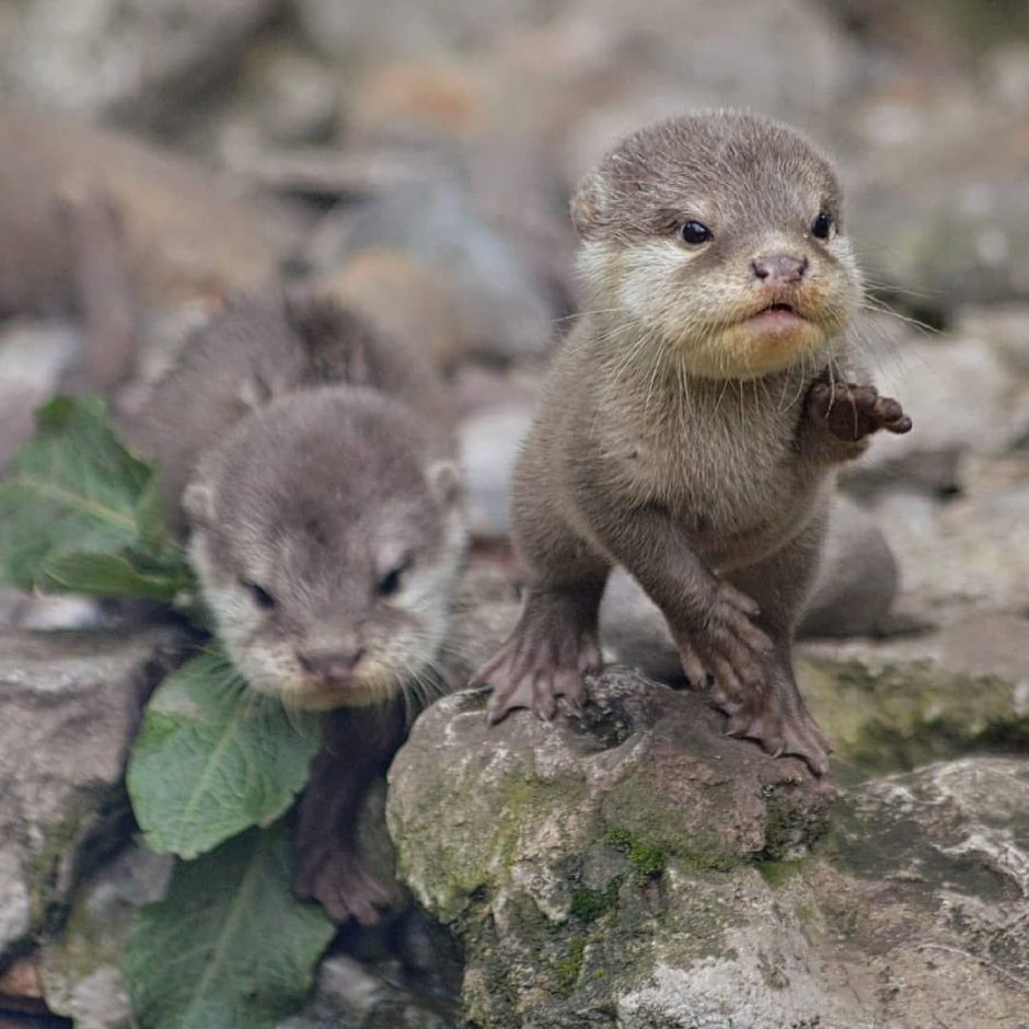 Выдра прикольная