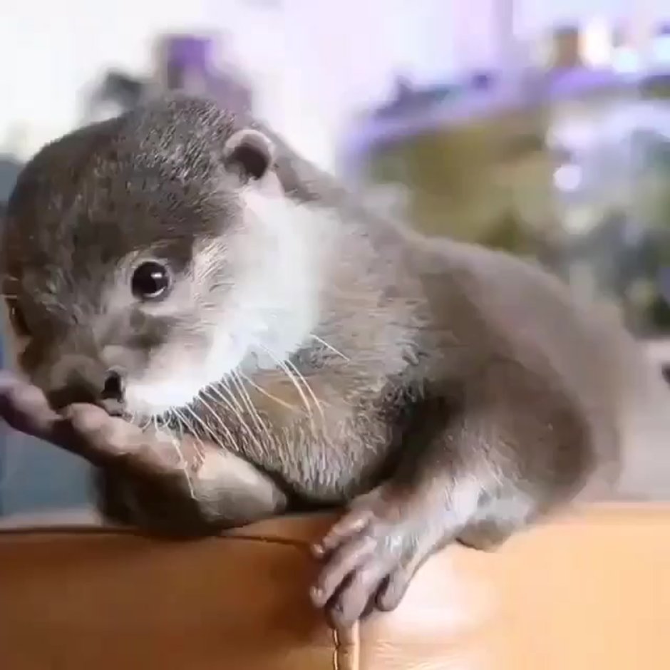 Выдра с помадой