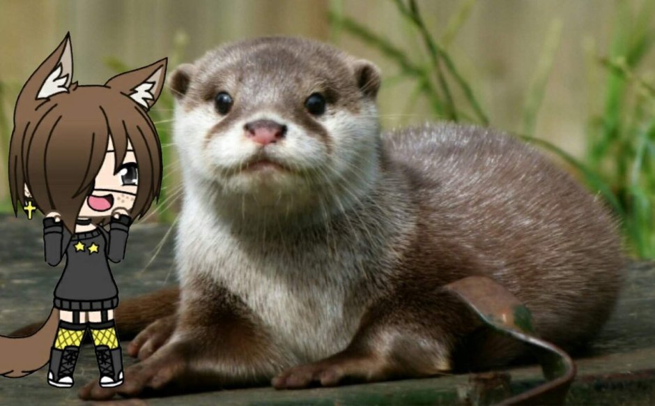 Веселые выдрочки команда